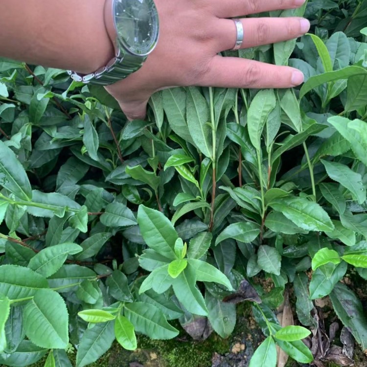 紫鵑茶苗 種植基地品種齊全 無水茶苗  批發電話