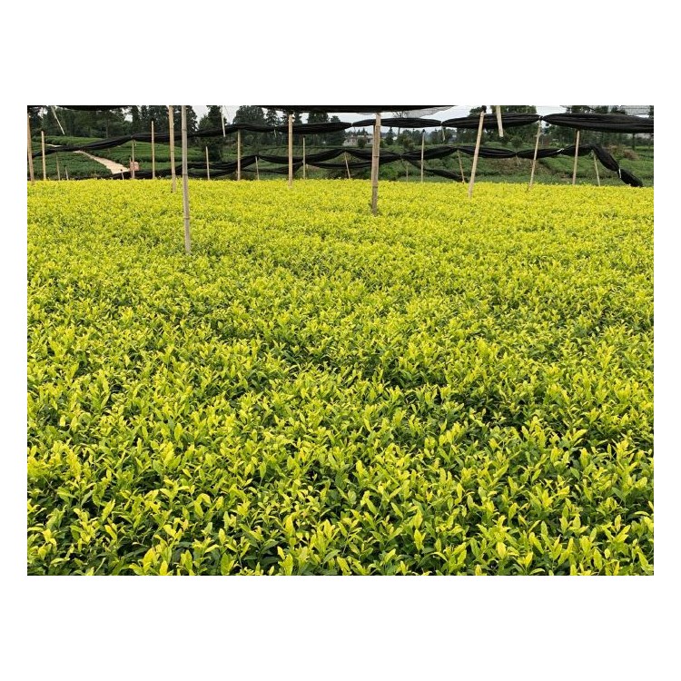 名選131茶苗 廠家價格優(yōu)惠 無水茶苗  種植基地品種齊全