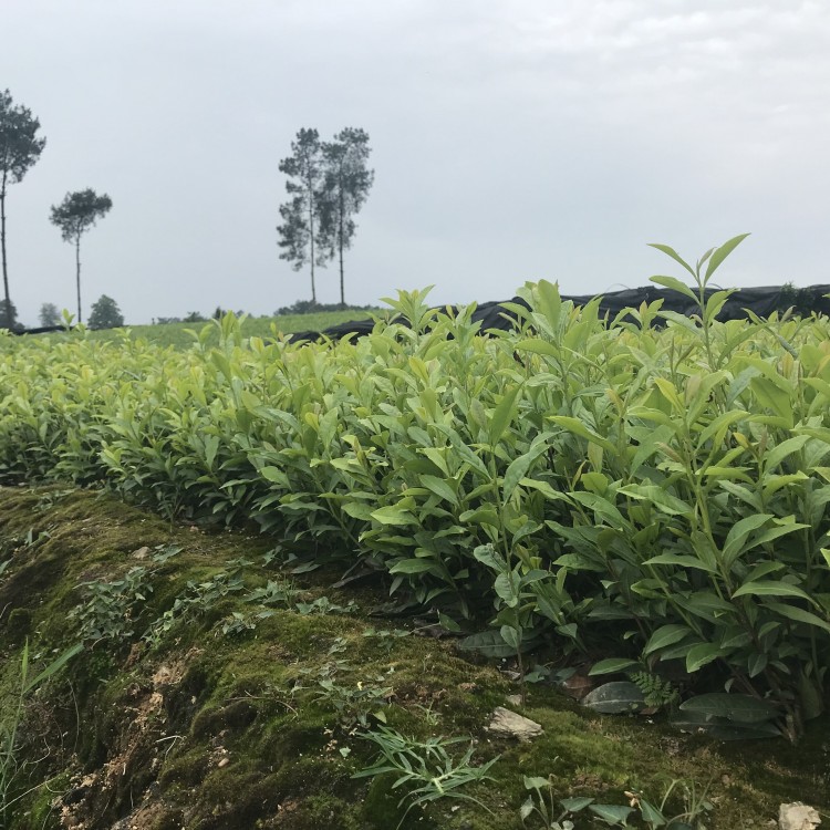 紫鵑茶苗 廠家供應 老鷹茶苗  優質茶葉樹苗批發