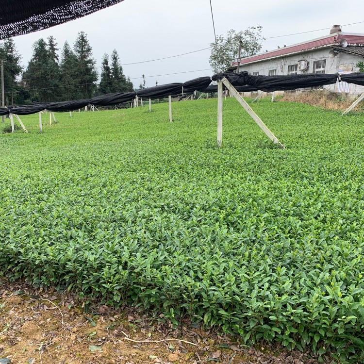 紫鵑茶苗 批發價格 五年生茶樹苗  優質茶樹苗批發價