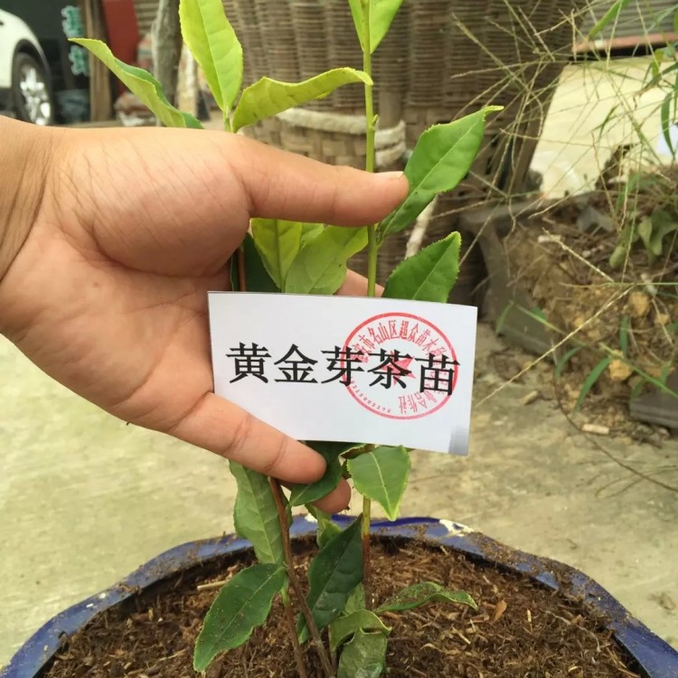 奶白茶苗 廠家價格優惠 云南大葉茶樹苗  優質茶葉樹苗批發