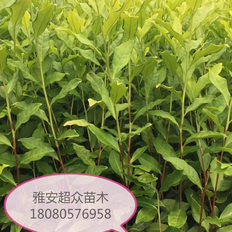 福選9號(hào)茶苗 生產(chǎn)基地 中茶108茶苗  優(yōu)質(zhì)茶葉樹苗批發(fā)