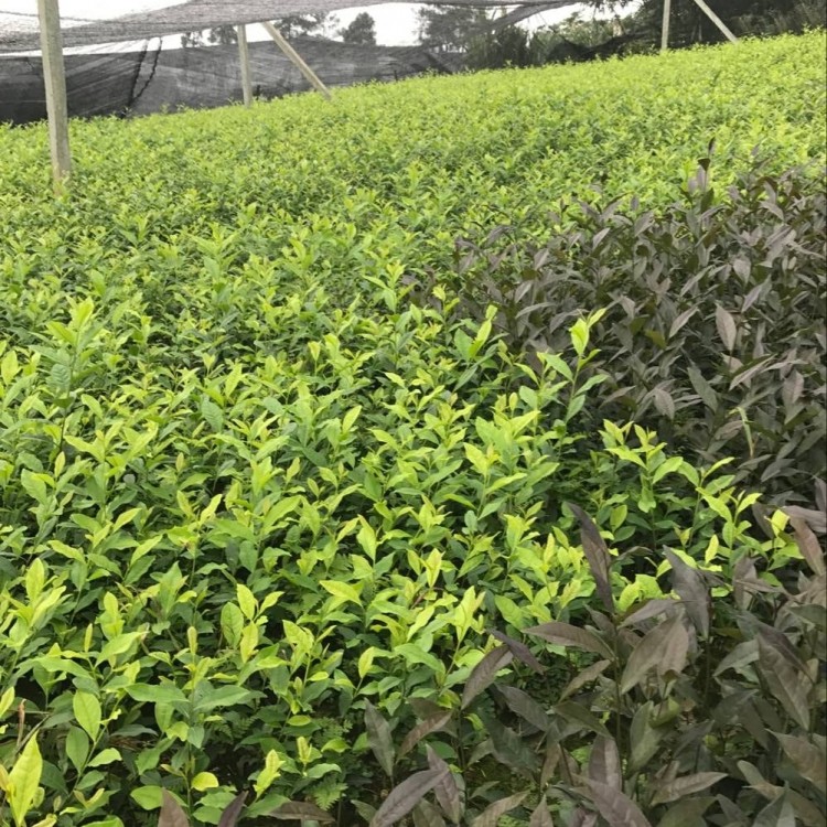 福鼎大白茶苗 批發電話 蒙山9號茶苗  種植基地品種齊全