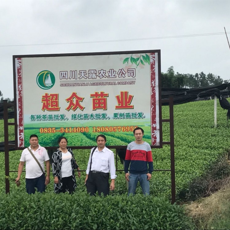 中茶108茶苗 生產基地 黃金芽茶苗  批發價格優惠