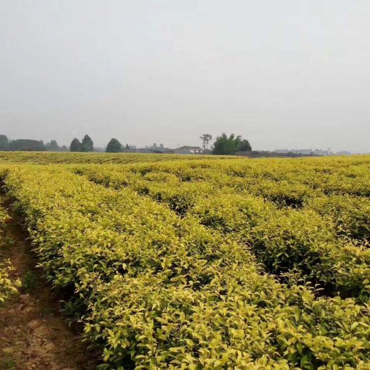 黃金芽茶苗 價格 紫鵑茶苗  廠家價格優惠