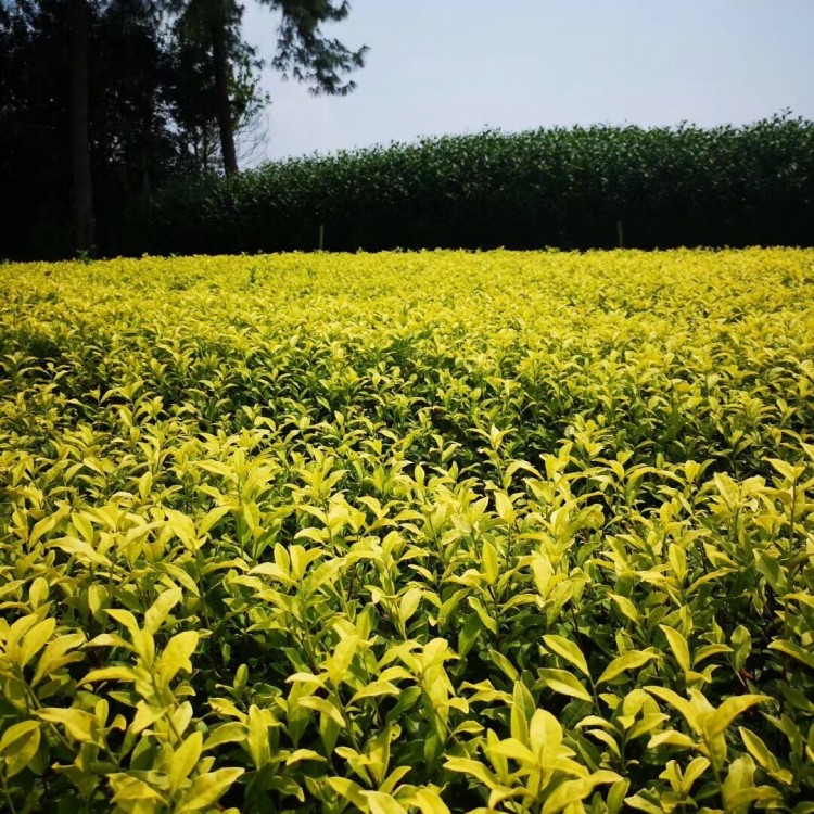 黃金芽茶苗 價格 紫鵑茶苗  廠家價格優惠