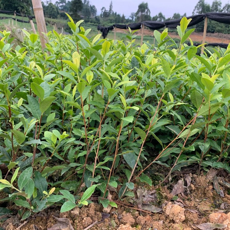 中茶108茶苗 種植基地品種齊全 梅占茶苗  基地直銷