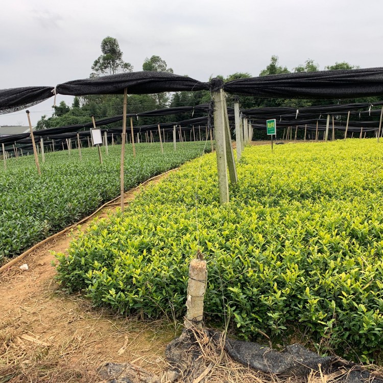 云南大葉茶樹苗 批發基地 無水茶苗  廠家供應