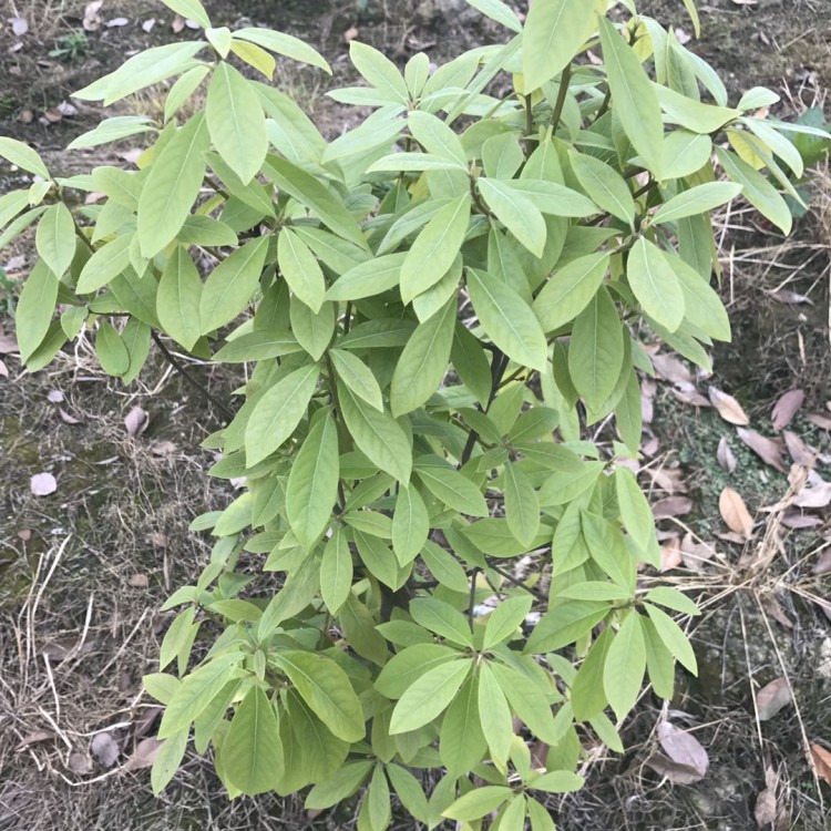 無水茶苗 廠家直銷 五年生茶樹苗  基地直銷