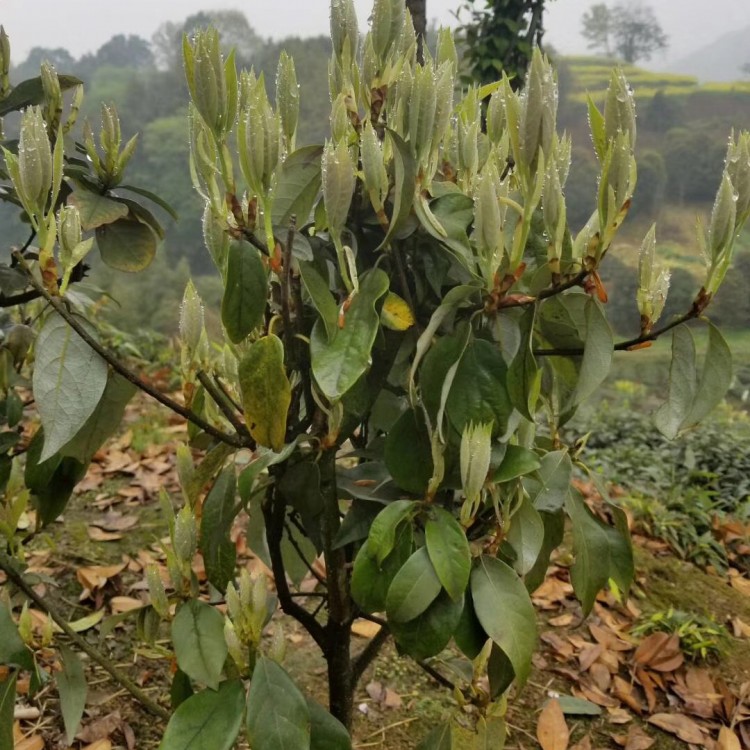 紫鵑茶苗 批發價格 五年生茶樹苗  優質茶樹苗批發價