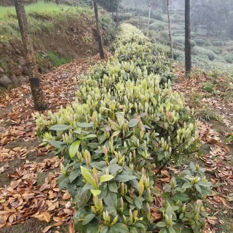 超眾苗木 精選奶白茶苗 優質茶葉樹苗 中茶108茶苗