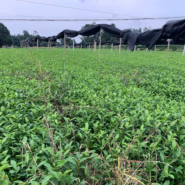 梅占茶苗 生產基地 梅占茶苗  廠家價格優惠