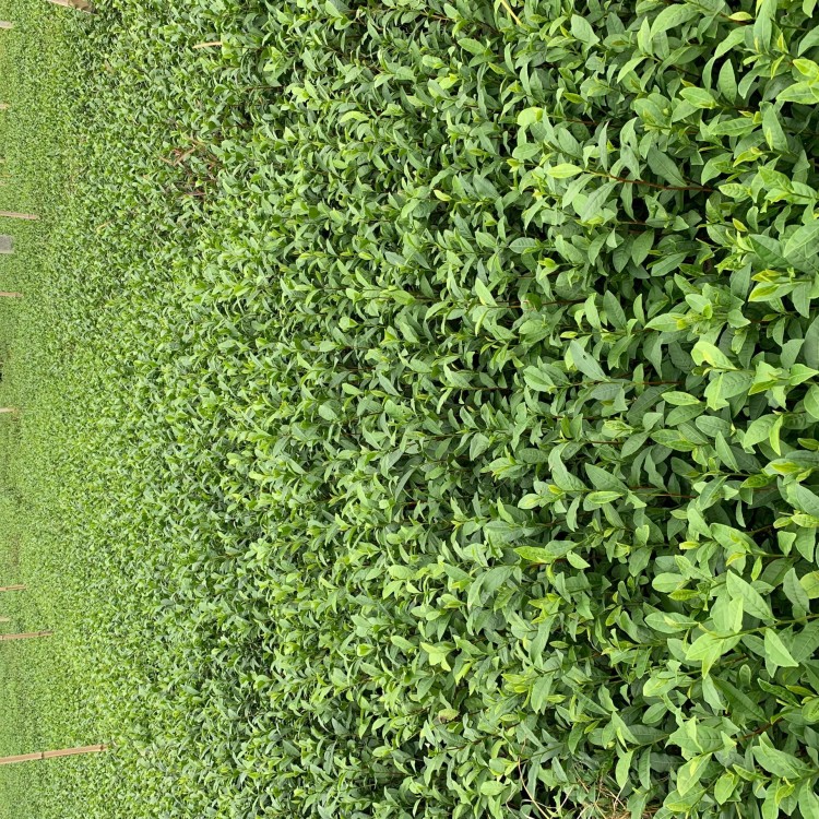 奶白茶苗 種植基地品種齊全 紫鵑茶苗  優(yōu)質(zhì)茶樹苗批發(fā)價(jià)