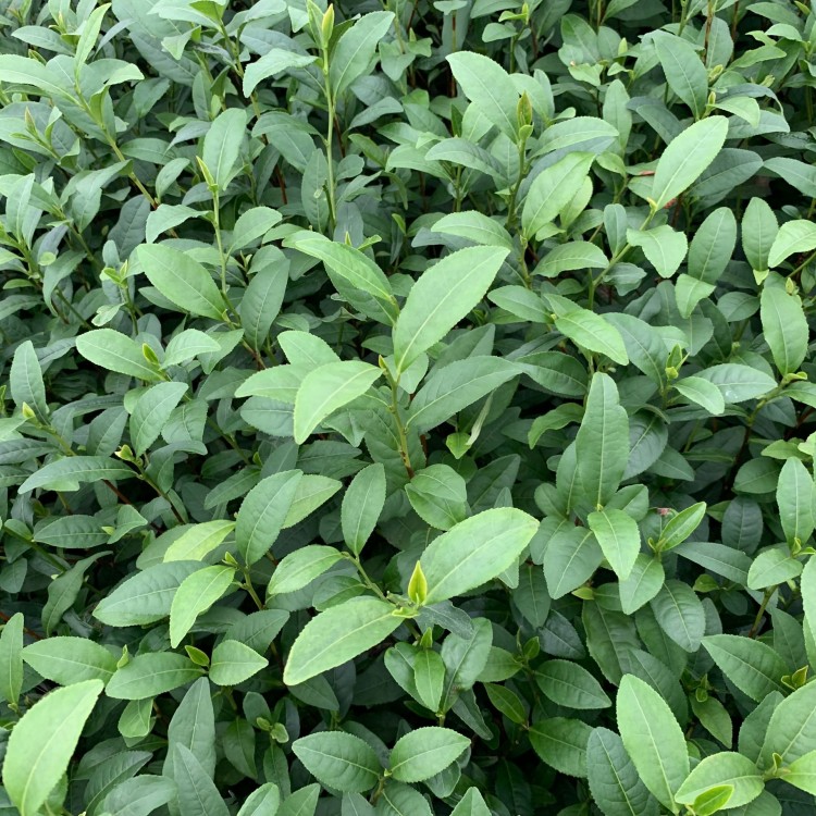 龍井43茶苗 優(yōu)質(zhì)茶葉樹苗批發(fā) 老鷹茶苗  種植基地品種齊全