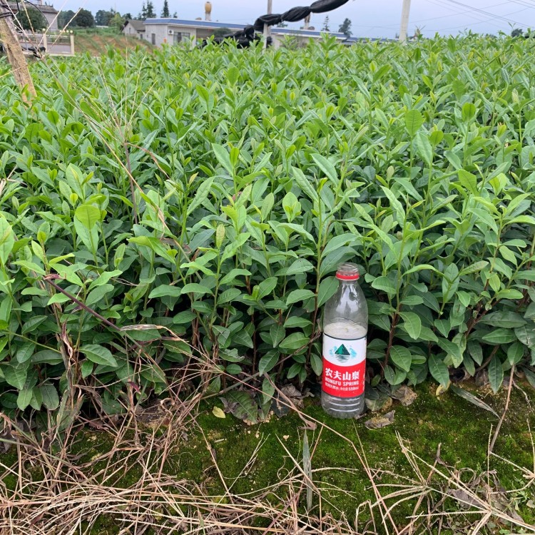 福鼎大白茶苗 種植基地品種齊全 奶白茶苗  價格