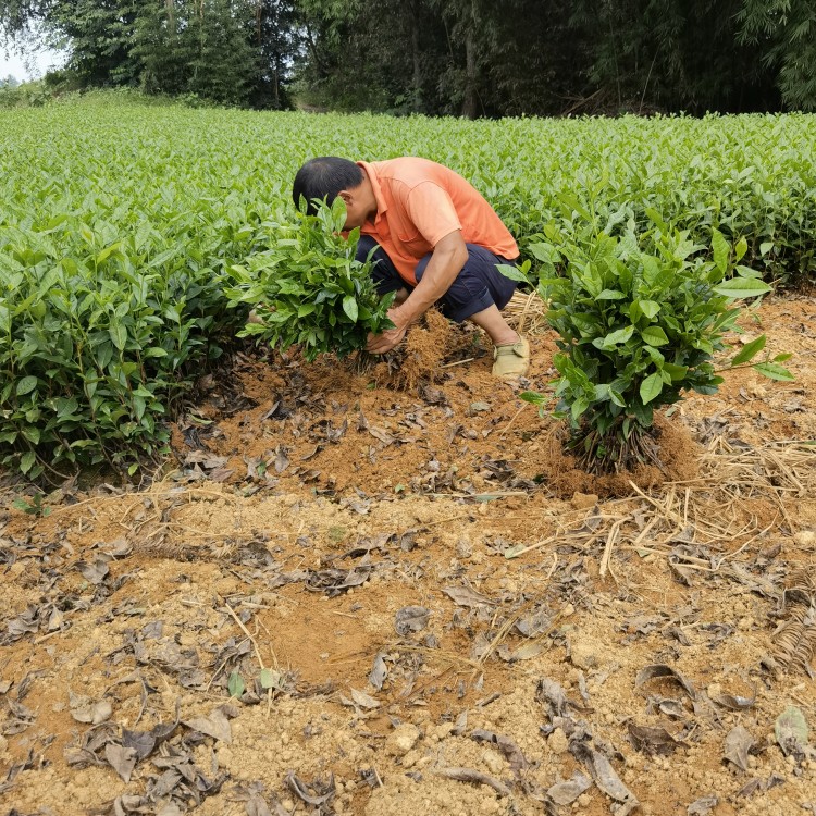 云南大葉茶樹苗 優質茶樹苗批發價 名選131茶苗  批發基地