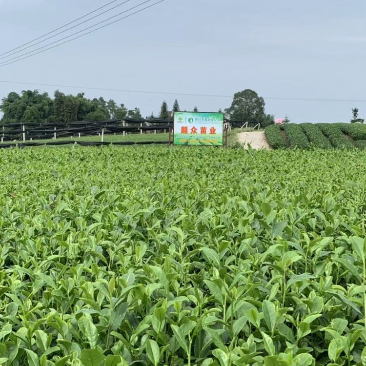 紫鵑茶苗 批發價格 五年生茶樹苗  優質茶樹苗批發價