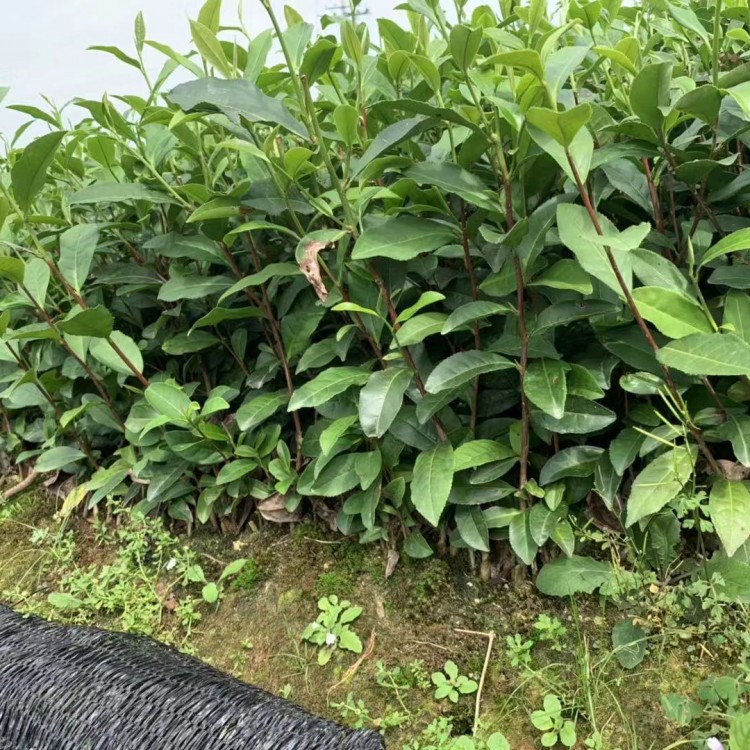 龍井43茶苗 批發價格 老鷹茶苗  生產基地