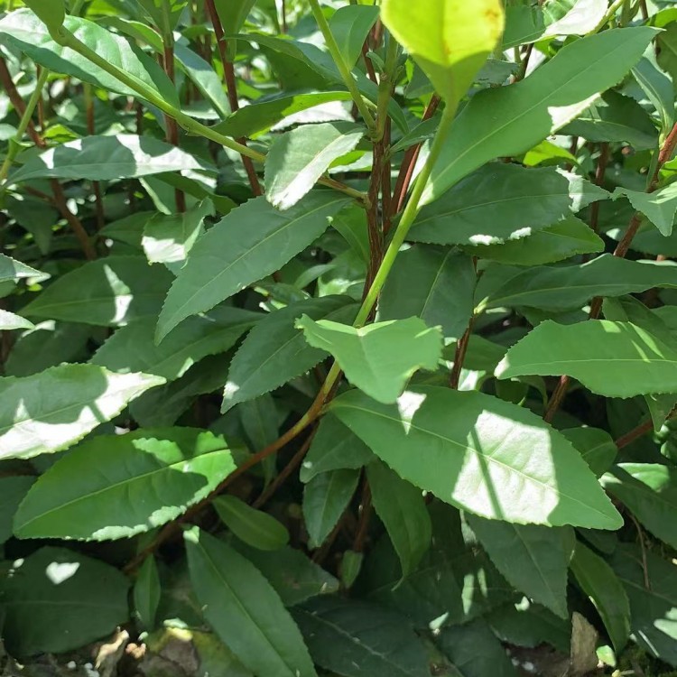 云南大葉茶樹苗 優質茶樹苗批發價 中茶108茶苗  廠家價格優惠