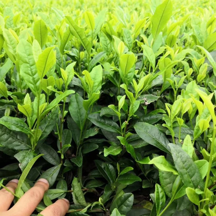 蒙山9號茶苗 廠家供應 云南大葉茶樹苗  批發價格優惠