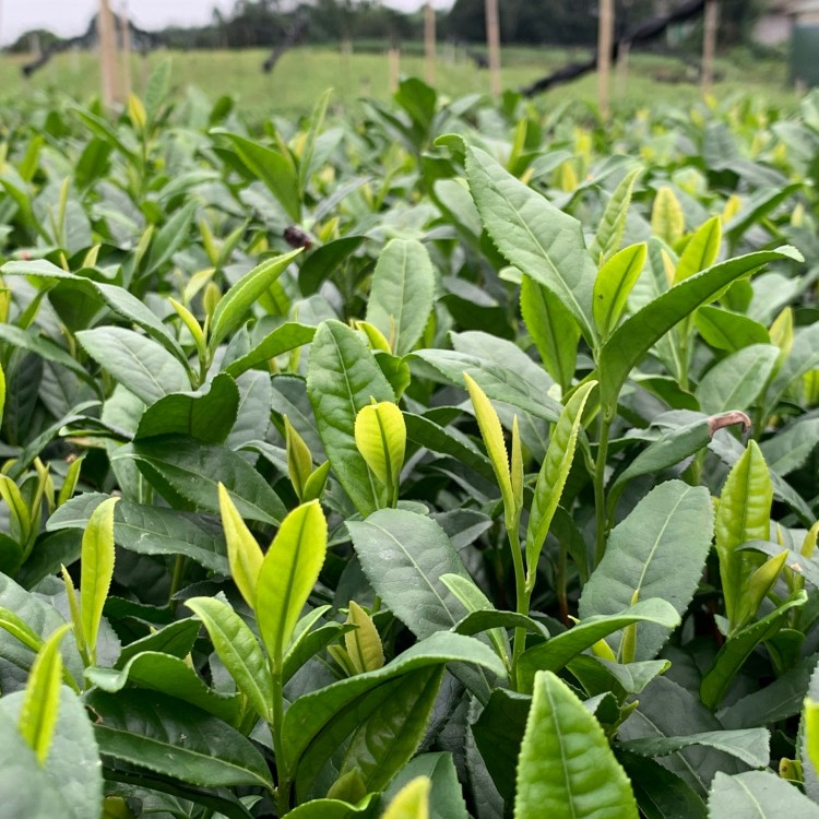 梅占茶苗 廠家直銷 老鷹茶苗  廠家直銷