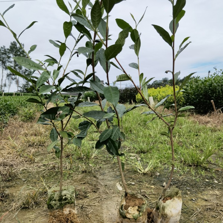 福鼎大白茶苗 批發基地 云南大葉茶樹苗  價格