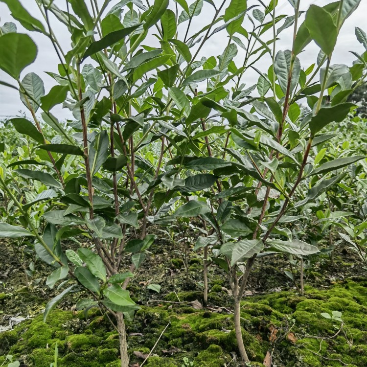 蒙山9號茶苗 批發電話 福鼎大白茶苗  優質茶葉樹苗批發