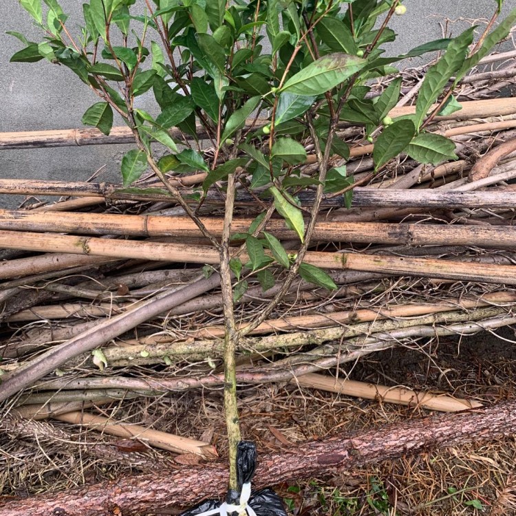 紫鵑茶苗 批發價格 中茶108茶苗  批發價格