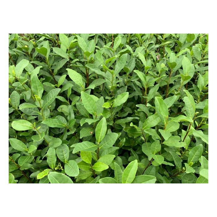 無水茶苗 生產(chǎn)基地 龍井43茶苗  優(yōu)質(zhì)茶葉樹苗批發(fā)