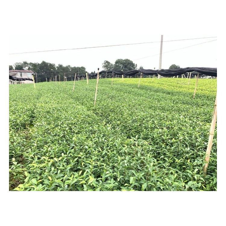 梅占茶苗 生產基地 梅占茶苗  生產基地