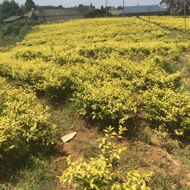 無水茶苗 廠家直銷 梅占茶苗  貨源地進貨渠道