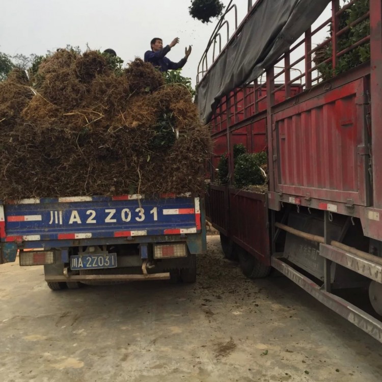 中茶108茶苗 生產基地 黃金芽茶苗  批發價格優惠