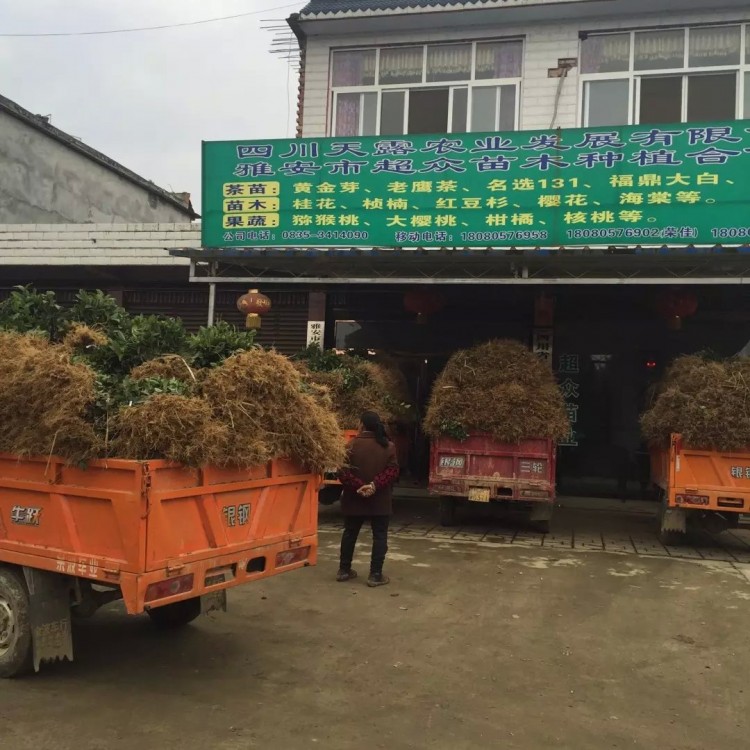 奶白茶苗 優質茶葉樹苗批發 中茶108茶苗  廠家價格優惠