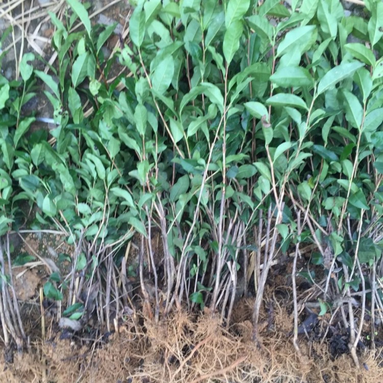 梅占茶苗 廠家供應(yīng) 中茶108茶苗  批發(fā)基地