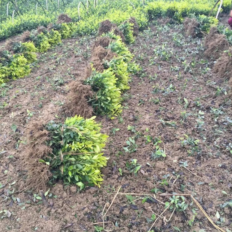 紫鵑茶苗 批發電話 無水茶苗  生產基地