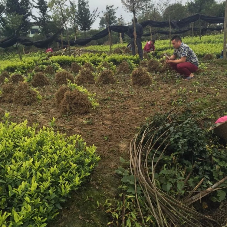 梅占茶苗 生產基地 福選9號茶苗  優質茶樹苗批發價