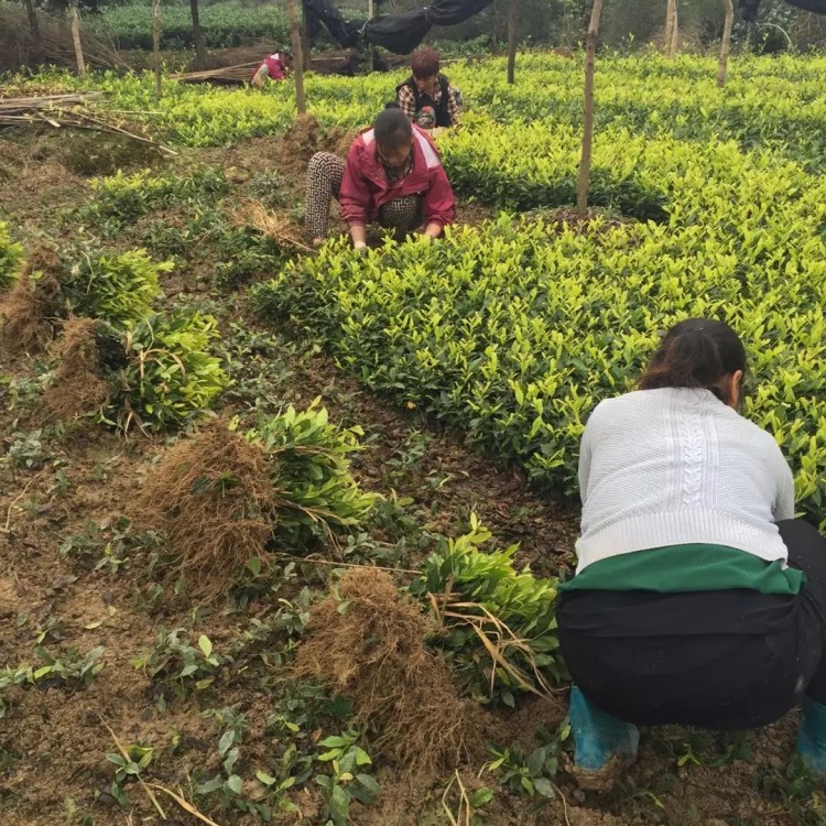 福選9號(hào)茶苗 生產(chǎn)基地 中茶108茶苗  優(yōu)質(zhì)茶葉樹苗批發(fā)