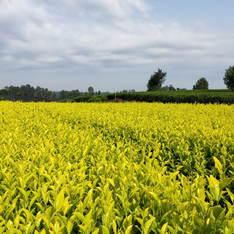 中茶108茶苗 價格 福鼎大白茶苗  價格