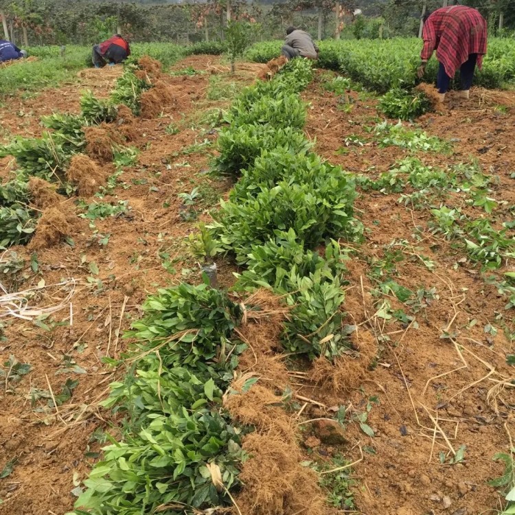 蒙山9號茶苗 批發價格 福鼎大白茶苗  批發基地