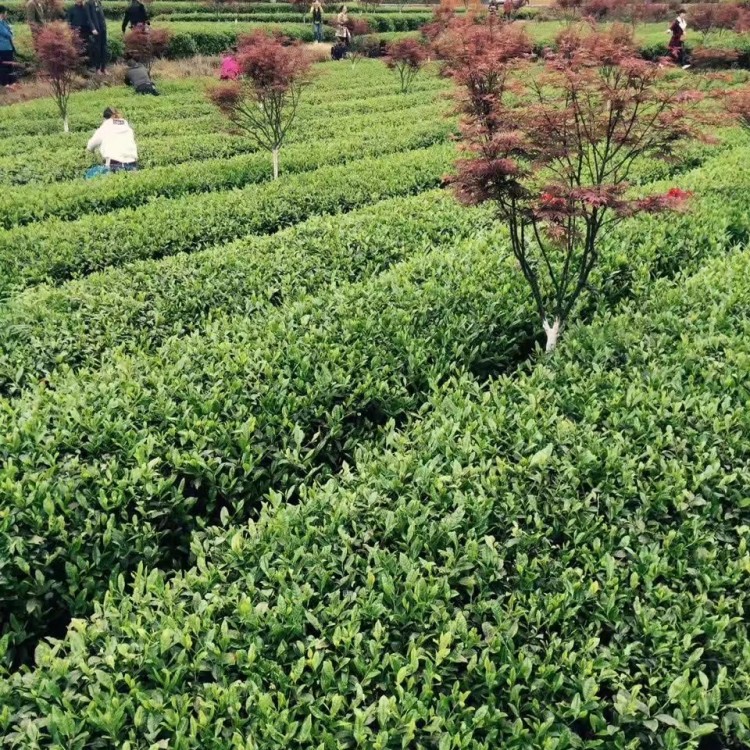 中茶108茶苗 價格 無水茶苗  廠家供應