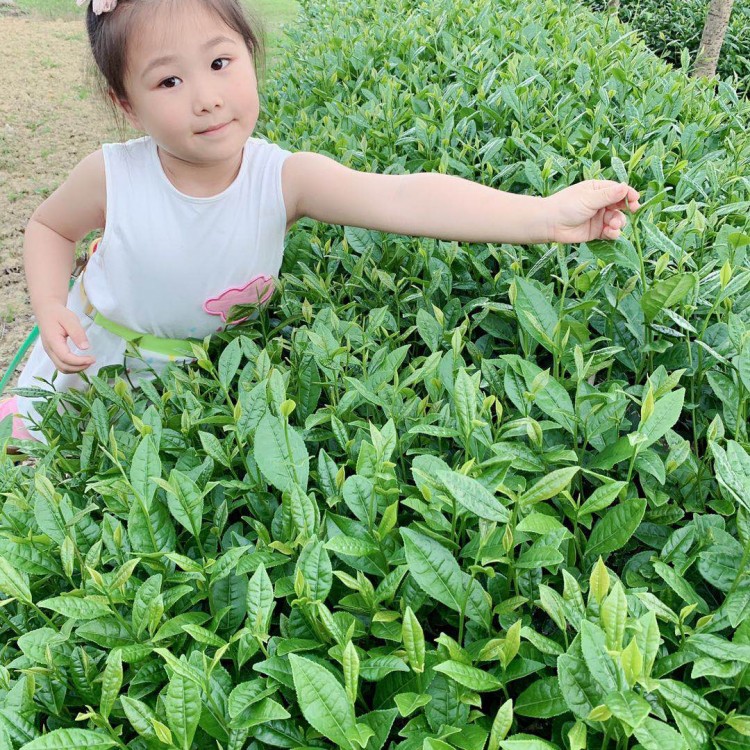 無水茶苗 批發(fā)電話 云南大葉茶樹苗  貨源地進貨渠道