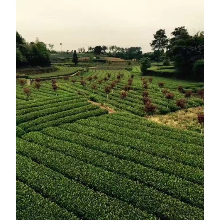 云南大葉茶樹苗 優質茶樹苗批發價 名選131茶苗  批發基地