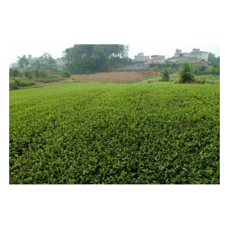 黃金芽茶苗 優質茶樹苗批發價 福選9號茶苗  優質茶樹苗批發價