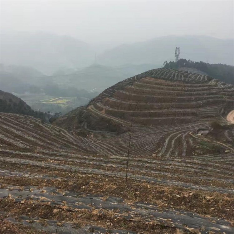 名選131茶苗 廠家價格優惠 無水茶苗  種植基地品種齊全