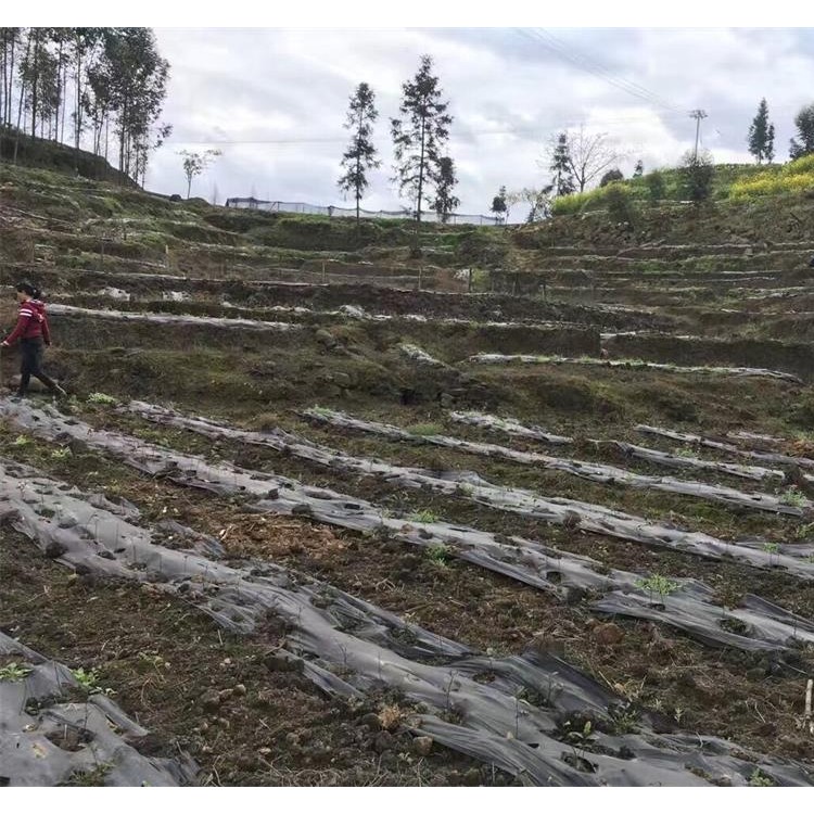 老鷹茶苗 優質茶樹苗批發價 龍井43茶苗  優質茶樹苗批發價