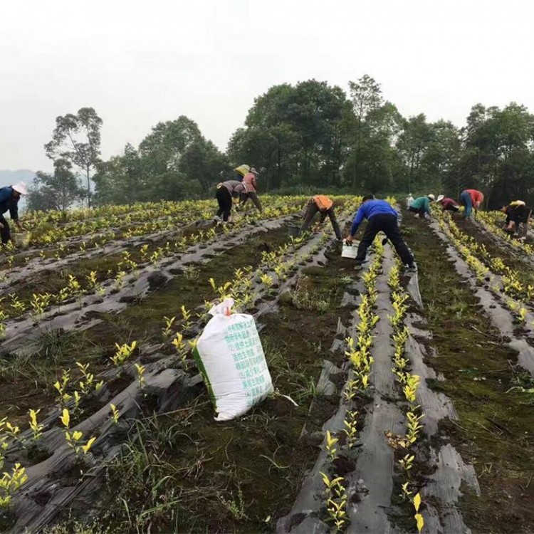 黃金芽茶苗 種植基地品種齊全 黃金芽茶苗  廠家價格優惠