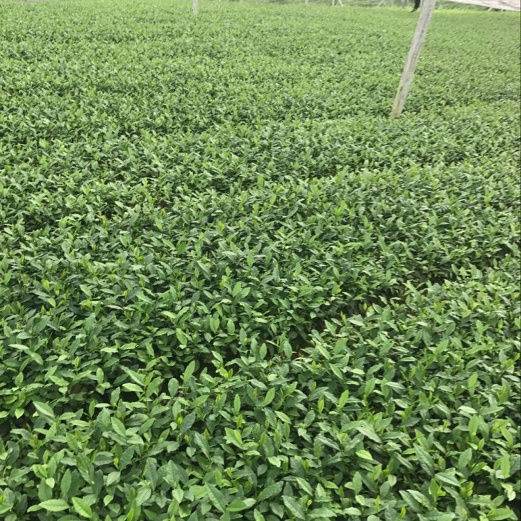 奶白茶苗 廠家供應 紫鵑茶苗  優質茶樹苗批發價