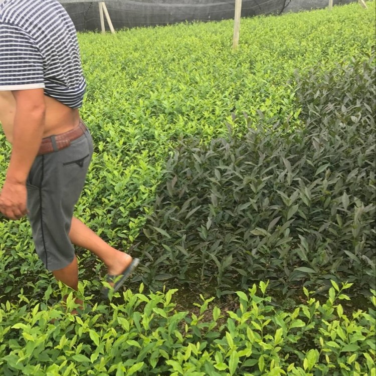 奶白茶苗 廠家價格優惠 云南大葉茶樹苗  優質茶葉樹苗批發