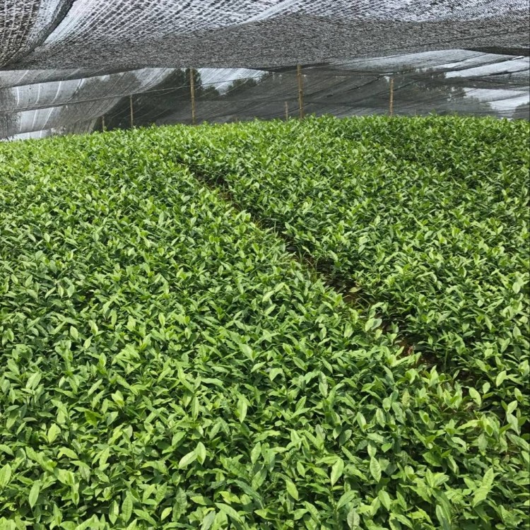 梅占茶苗 廠家價格優惠 云南大葉茶樹苗  種植基地品種齊全