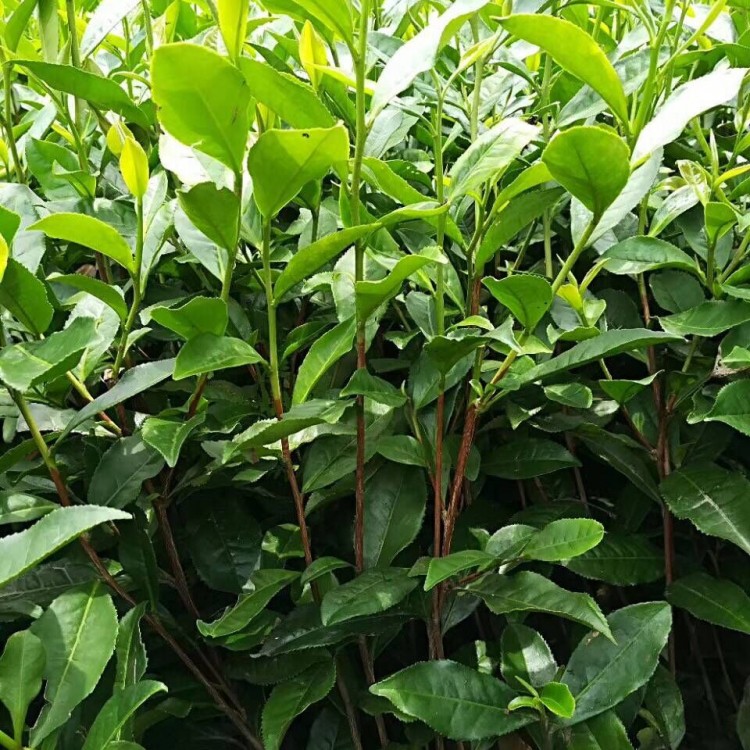 福選9號茶苗 種植基地品種齊全 奶白茶苗  批發(fā)基地